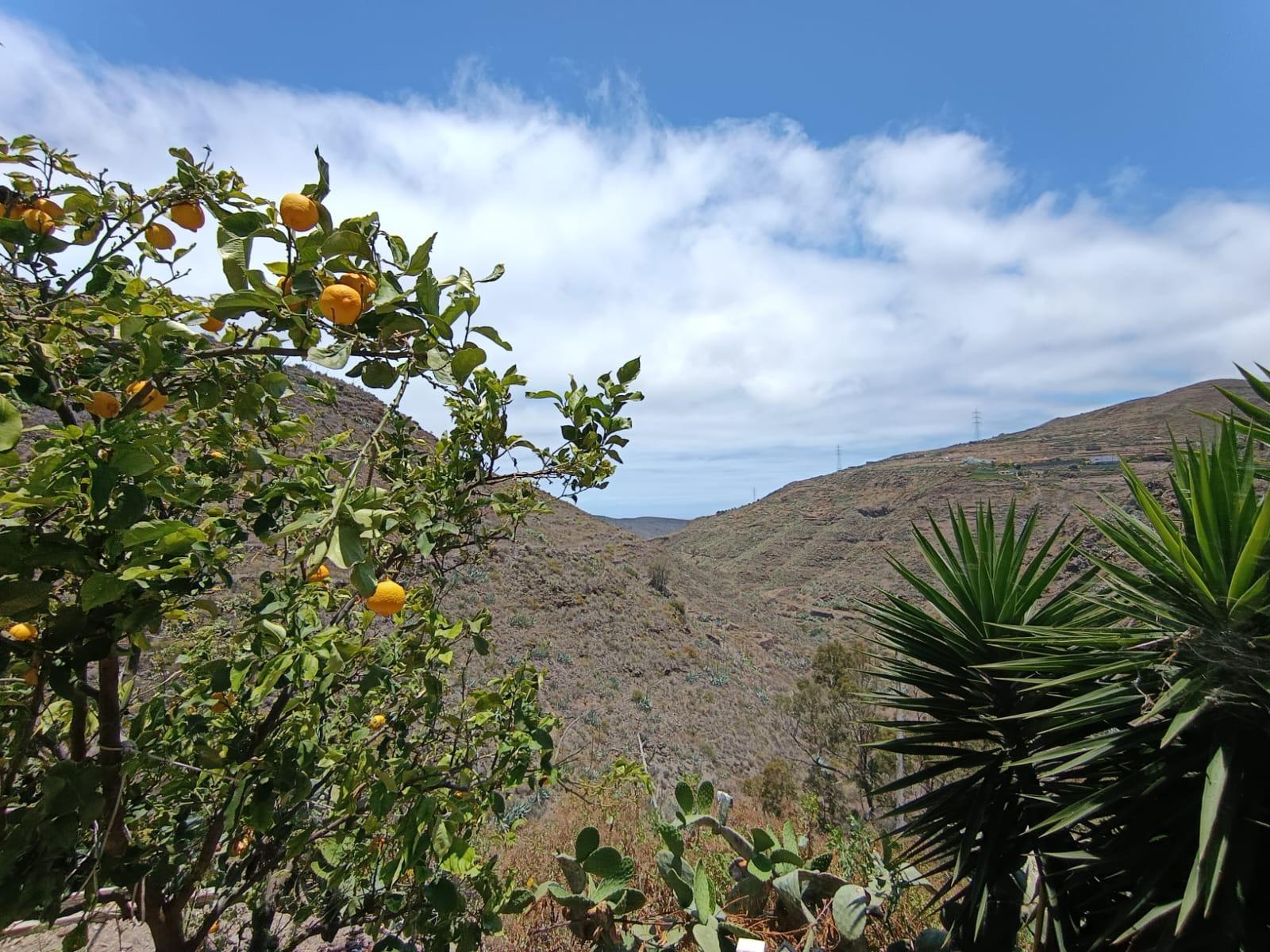 Casa rústica en Valsequillo - foto 21