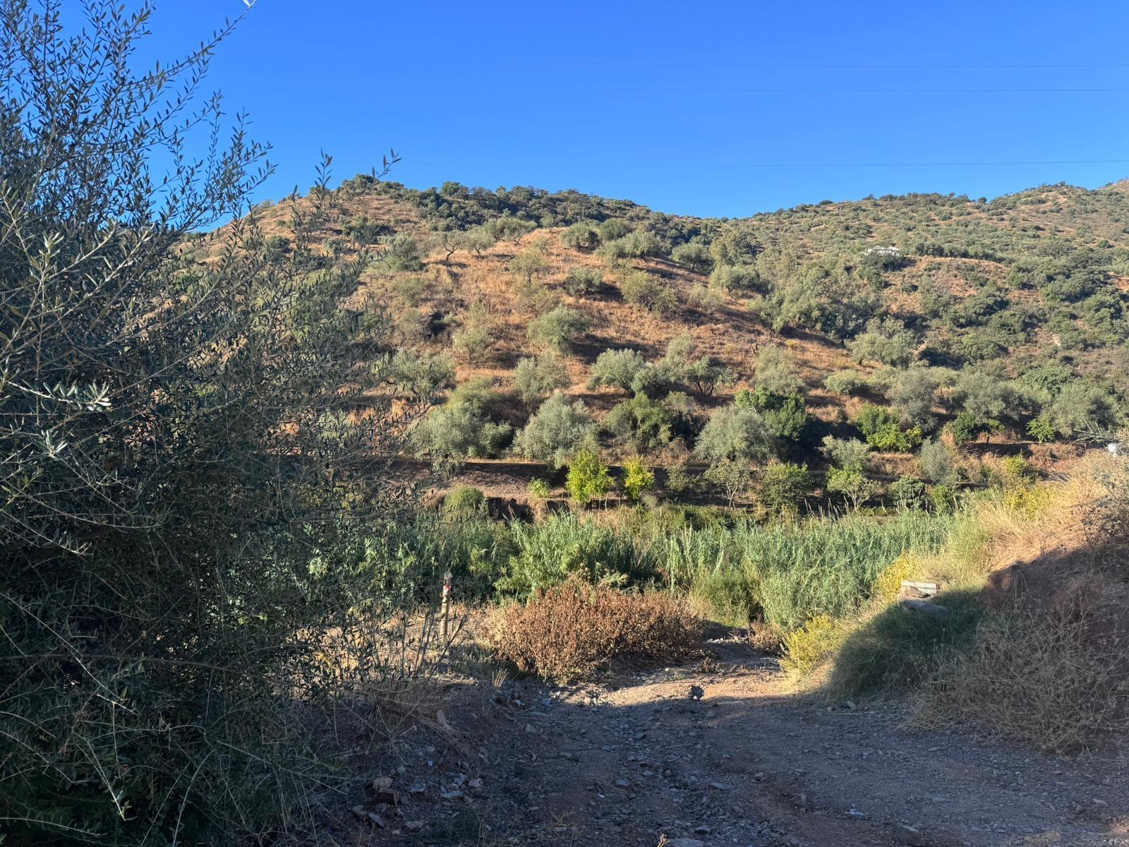 Finca Rústica 24.000m en Riogordo - foto 34