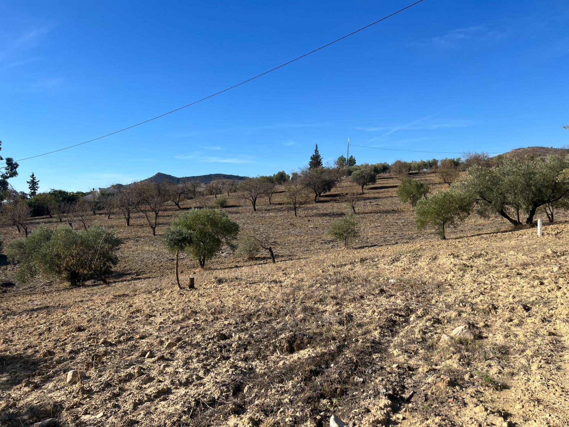 Terreno rústico con almendros y olivos en Almogía – 1,1 Hect - foto 14