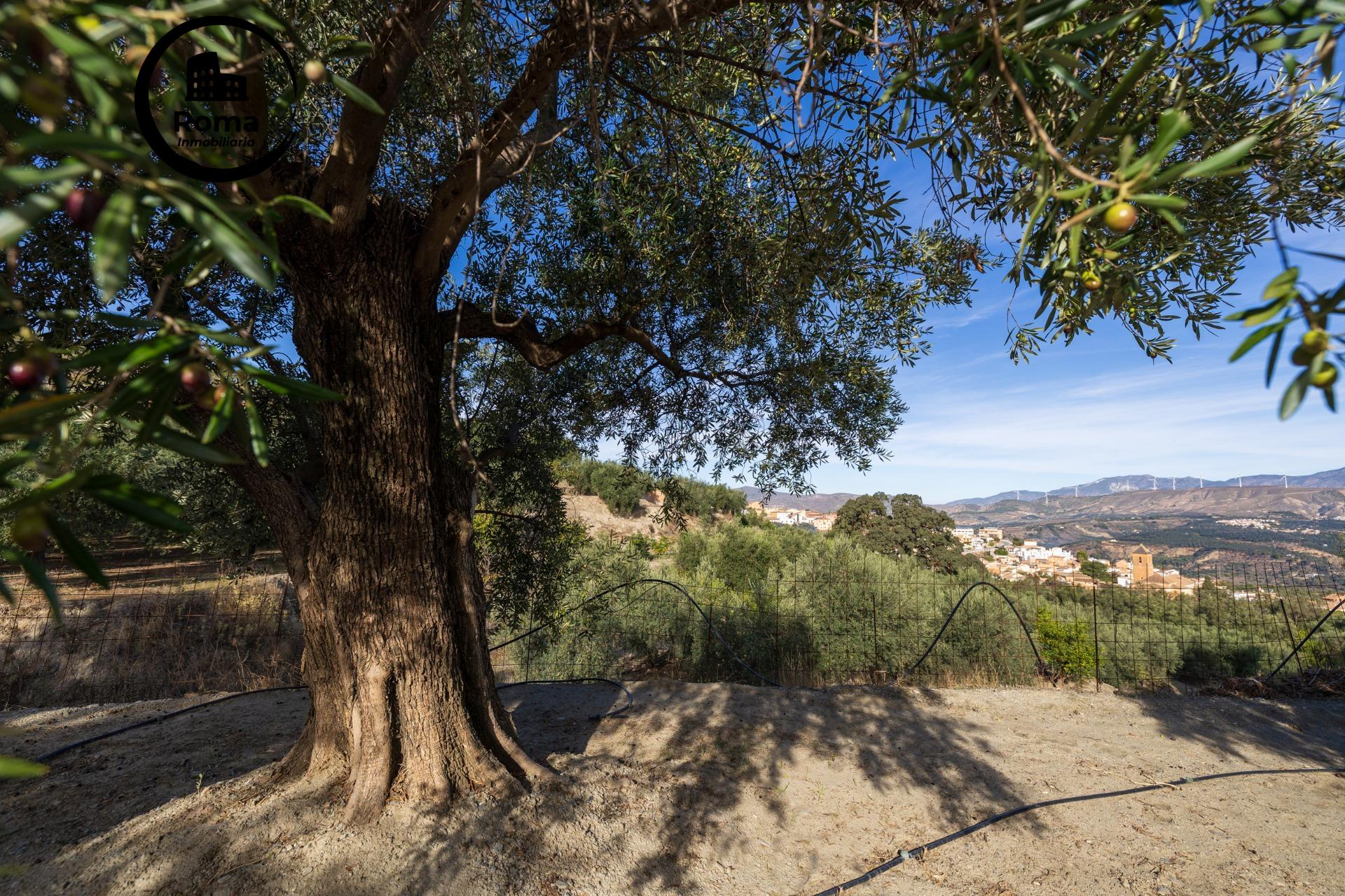 ¡Oportunidad única! Dos Fincas rústicas de mas de 15.000 m2  - foto 13