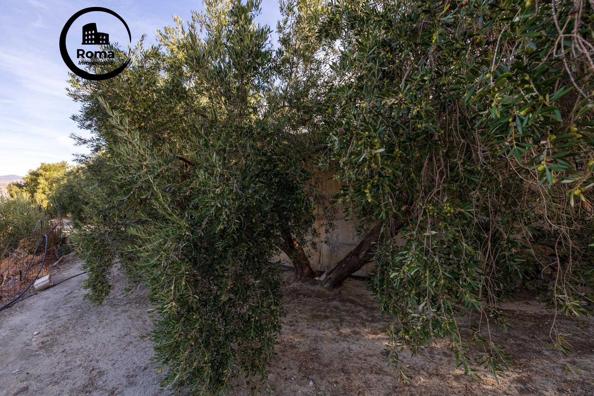 ¡Oportunidad única! Dos Fincas rústicas de mas de 15.000 m2  - foto 16