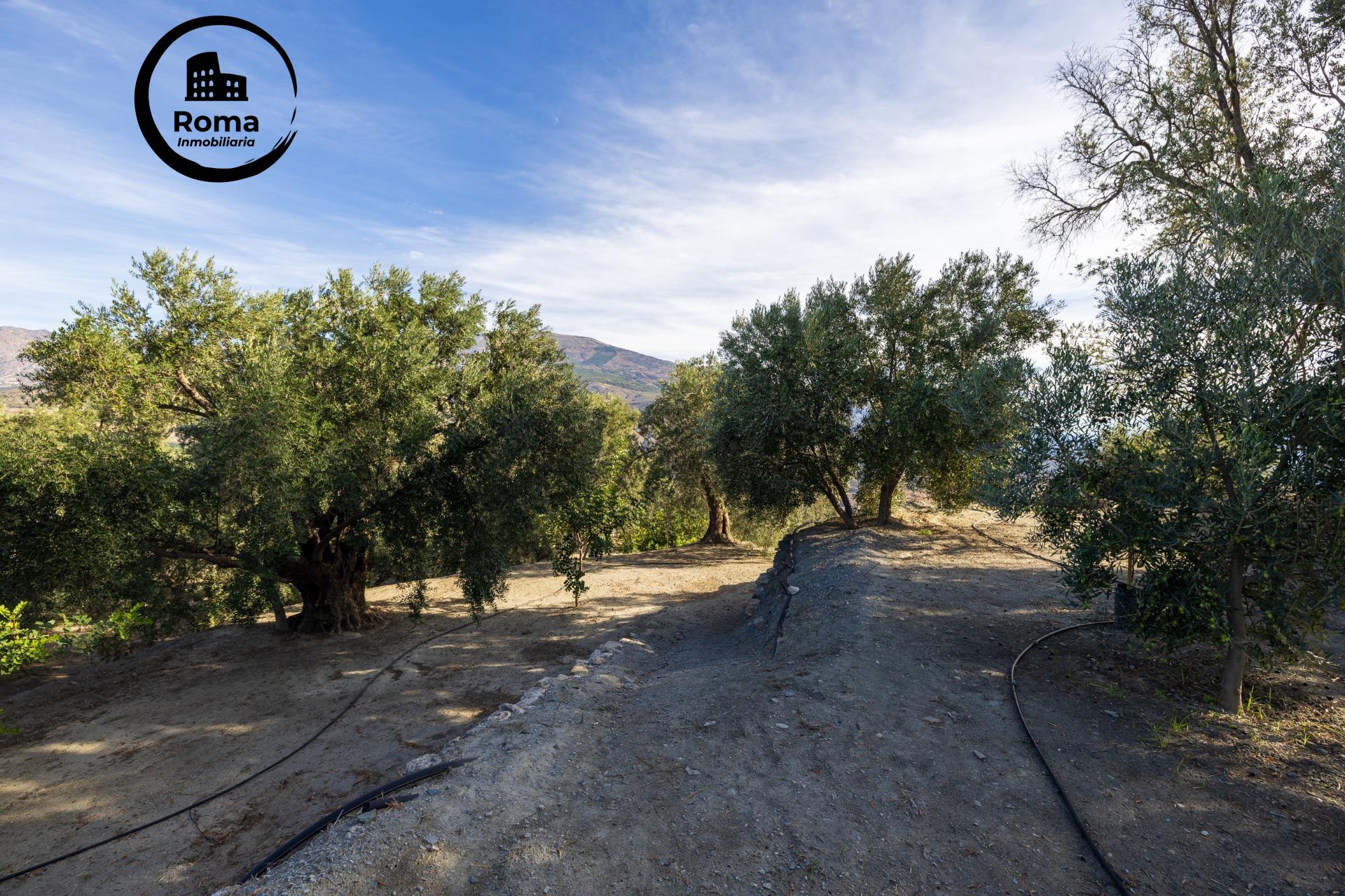 ¡Oportunidad única! Dos Fincas rústicas de mas de 15.000 m2  - foto 29