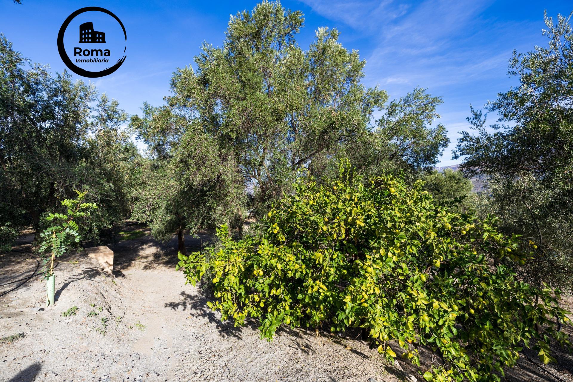 ¡Oportunidad única! Dos Fincas rústicas de mas de 15.000 m2  - foto 34