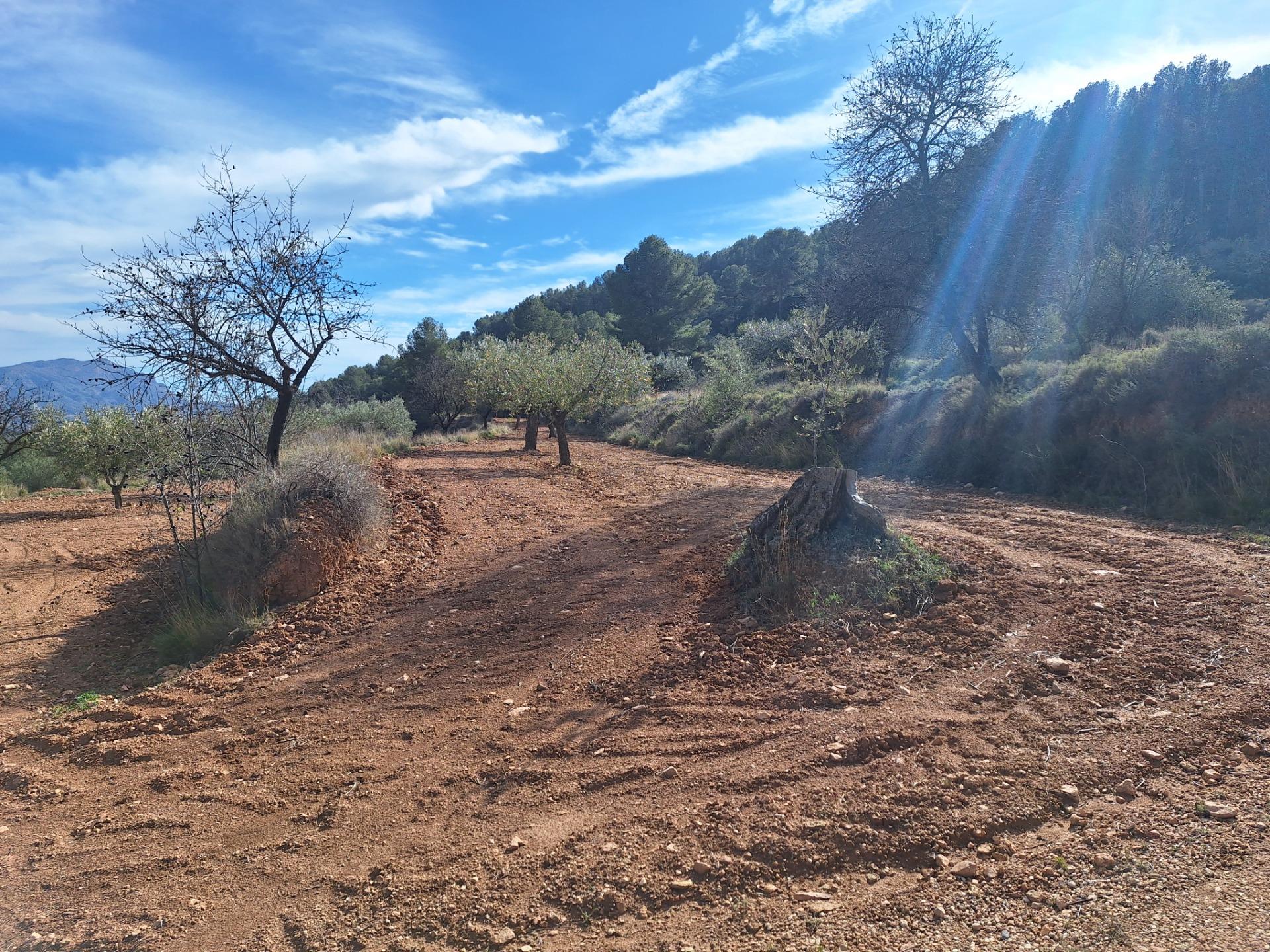 OCASION TERRENO RUSTICO CON PRODUCCION AGRICOLA A 3KM. DE CASTALLA Y MUY BUENA ACCESIBILIDAD, EN ZONA CASETA LEAL