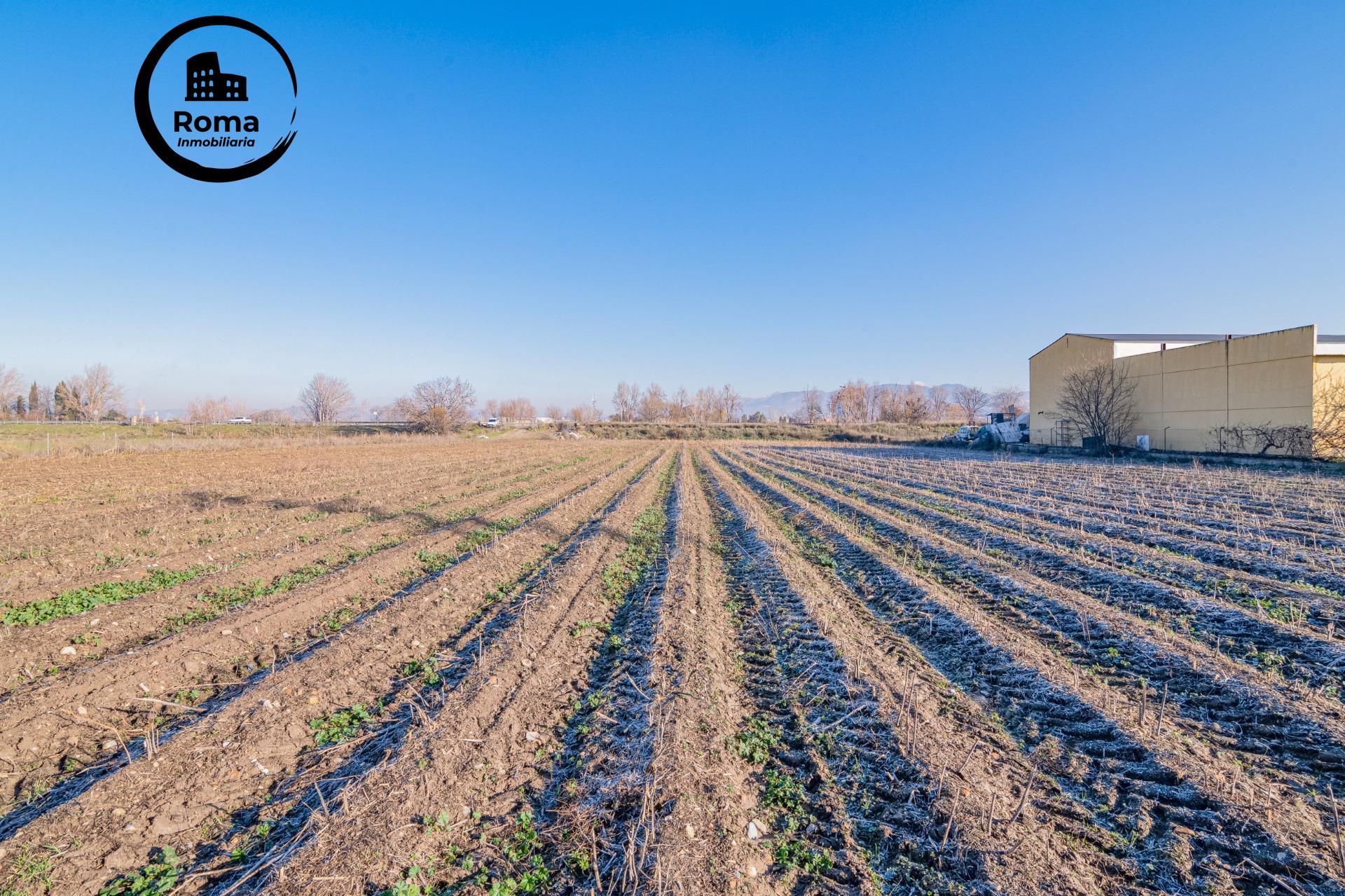 Excelente finca de regadío en la Vega de Granada, con acceso - foto 18