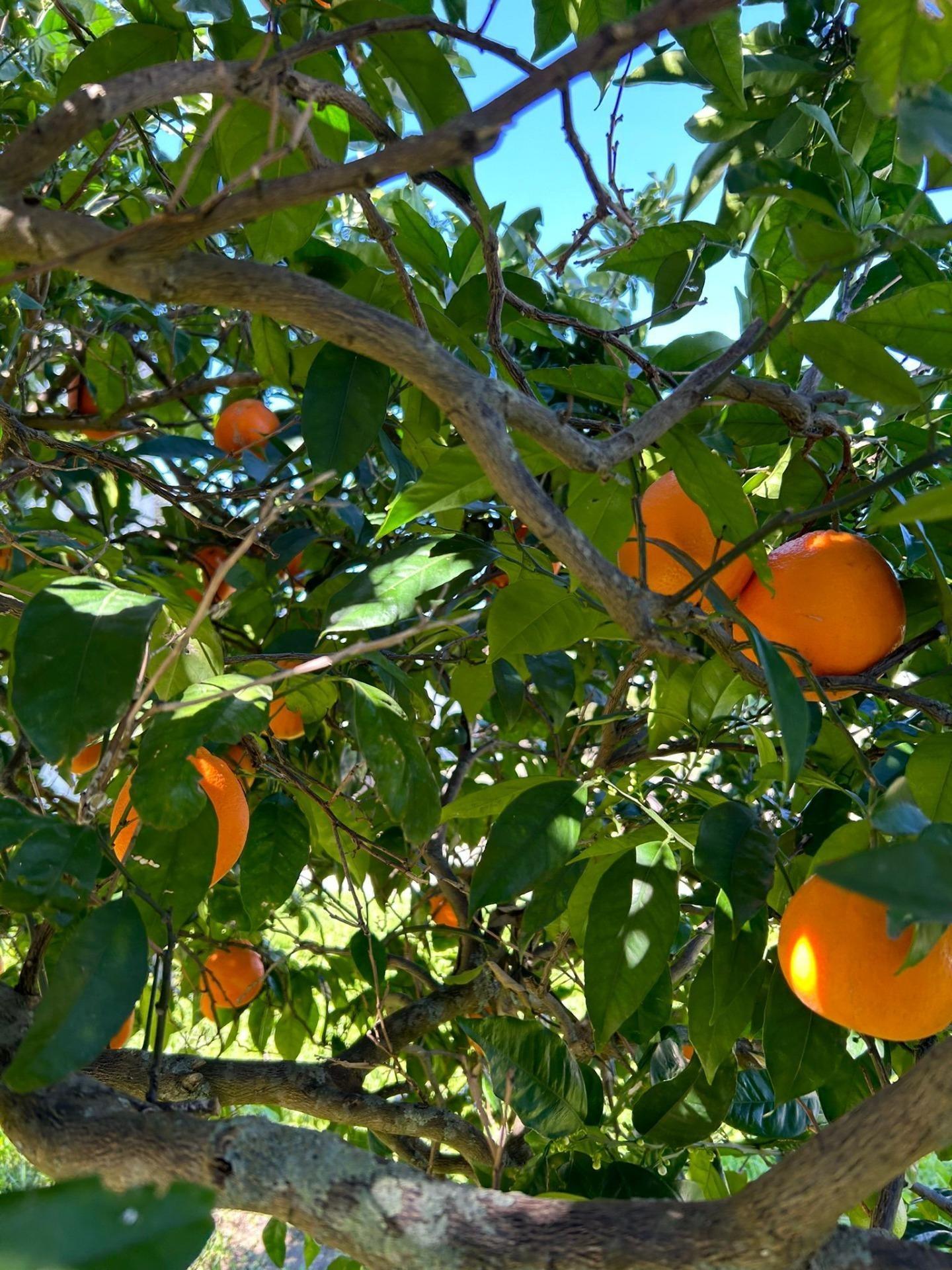 PRECIOSO CHALET CON VISTAS A VEJER DE LA FRNTERA - foto 34
