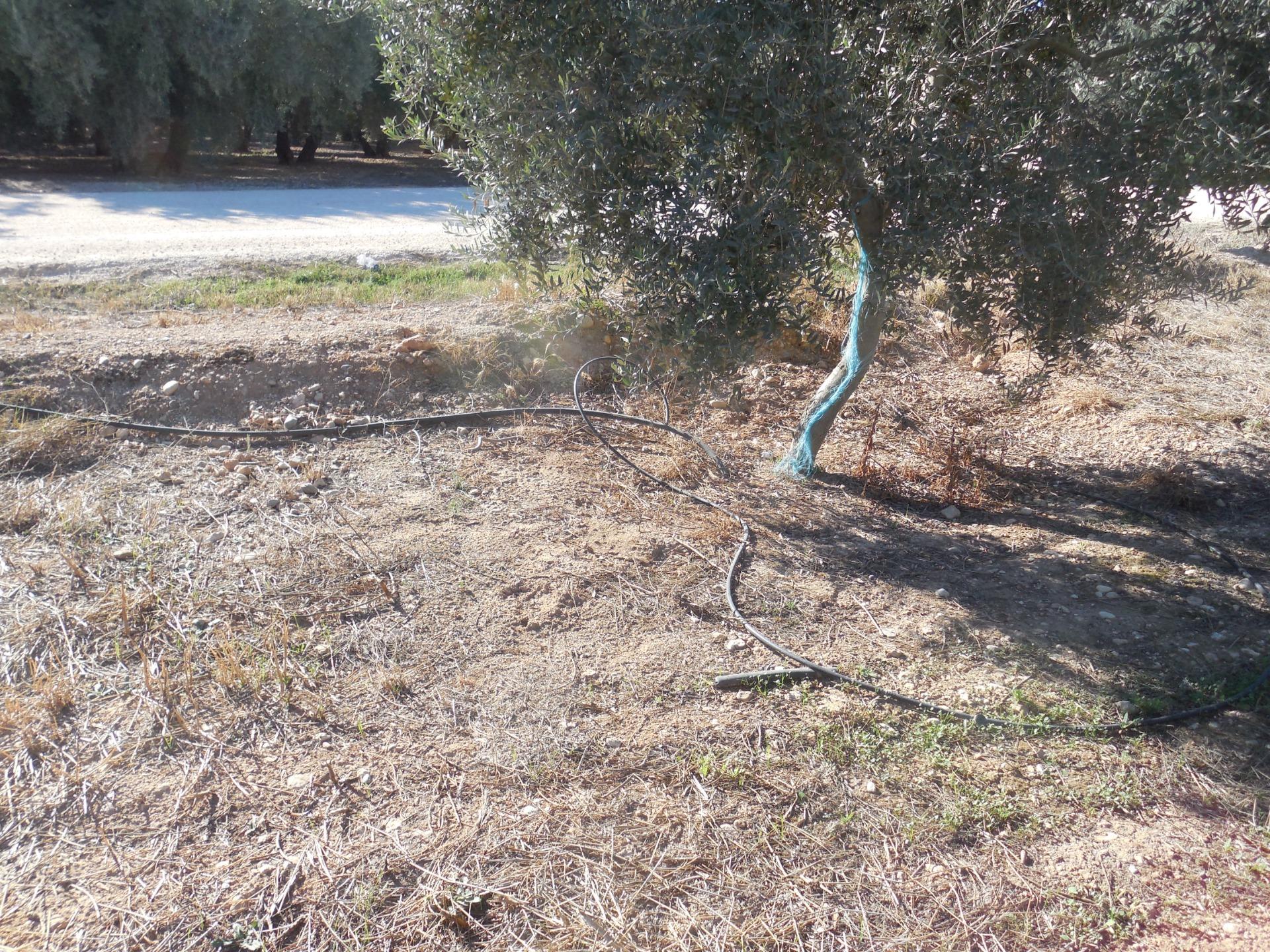 Finca Rústica de regadio con olivos - foto 7