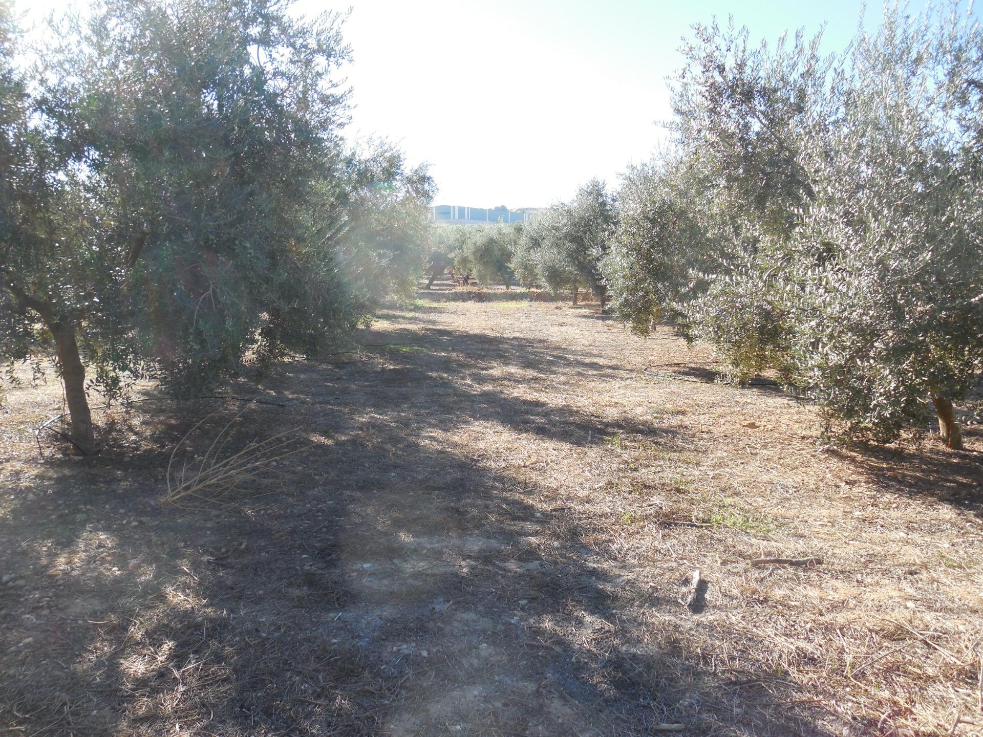 Finca Rústica de regadio con olivos - foto 13
