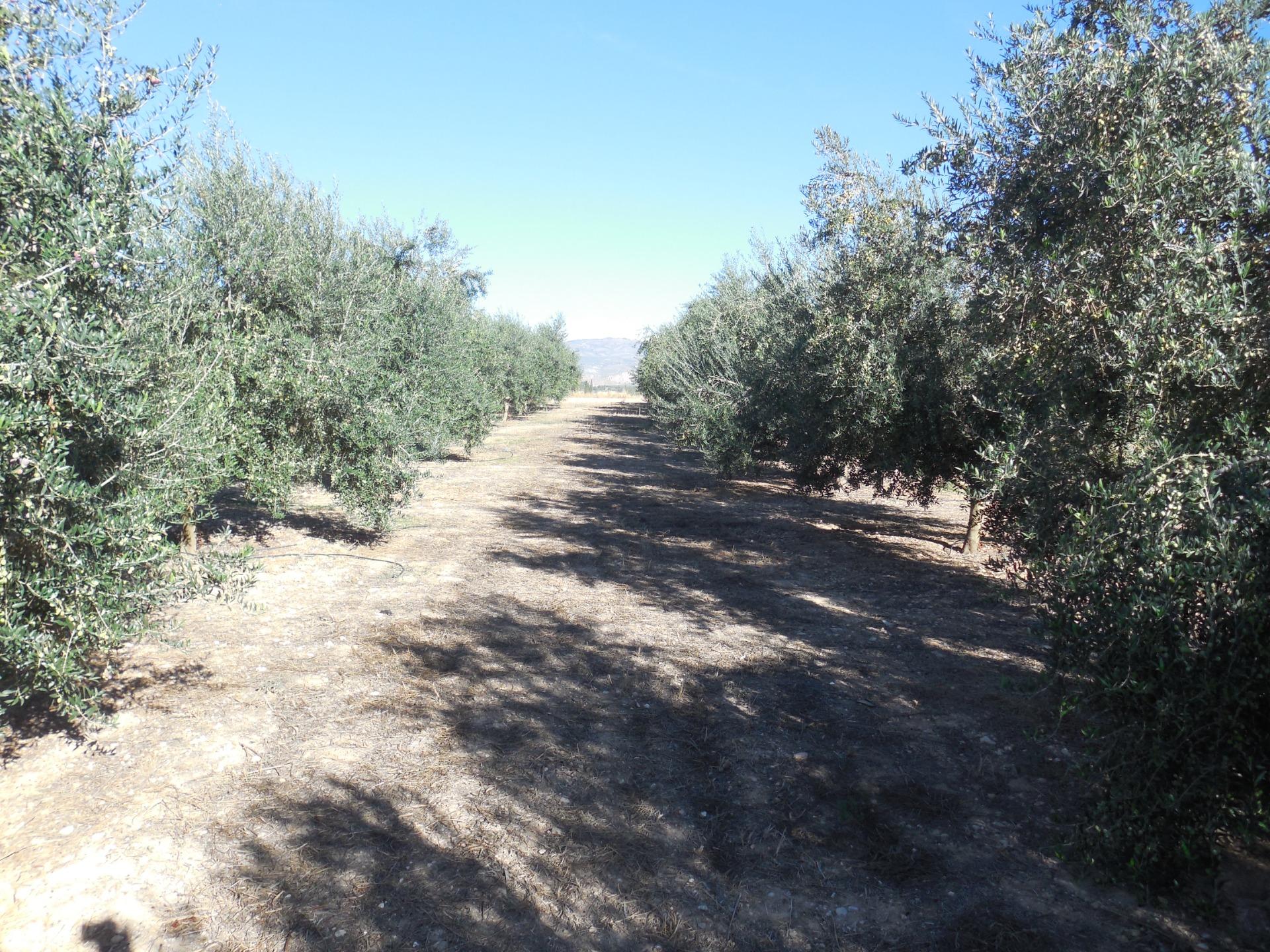 Finca Rústica de regadio con olivos - foto 15