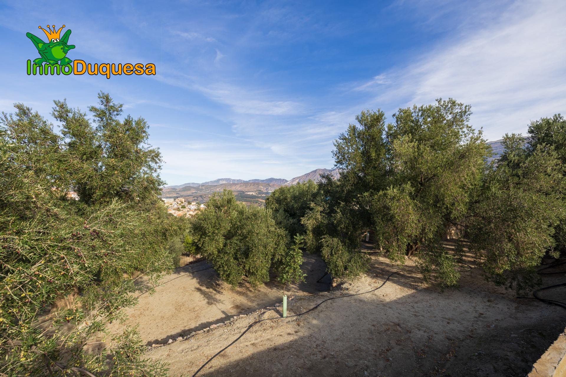 2 Fincas rústicas con mas de 15.000 m2 en total. En Pinos de - foto 3