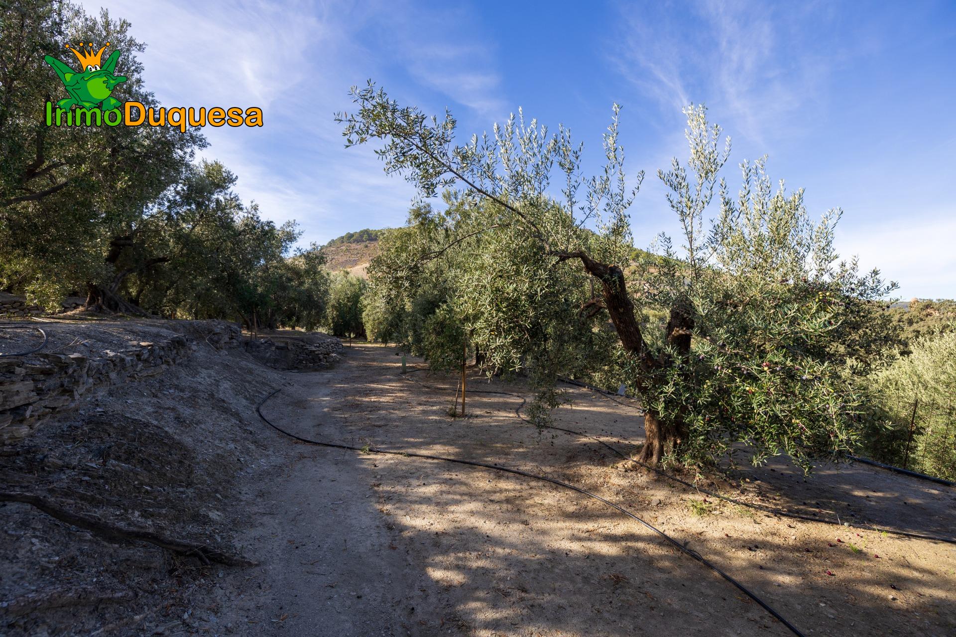 2 Fincas rústicas con mas de 15.000 m2 en total. En Pinos de - foto 23