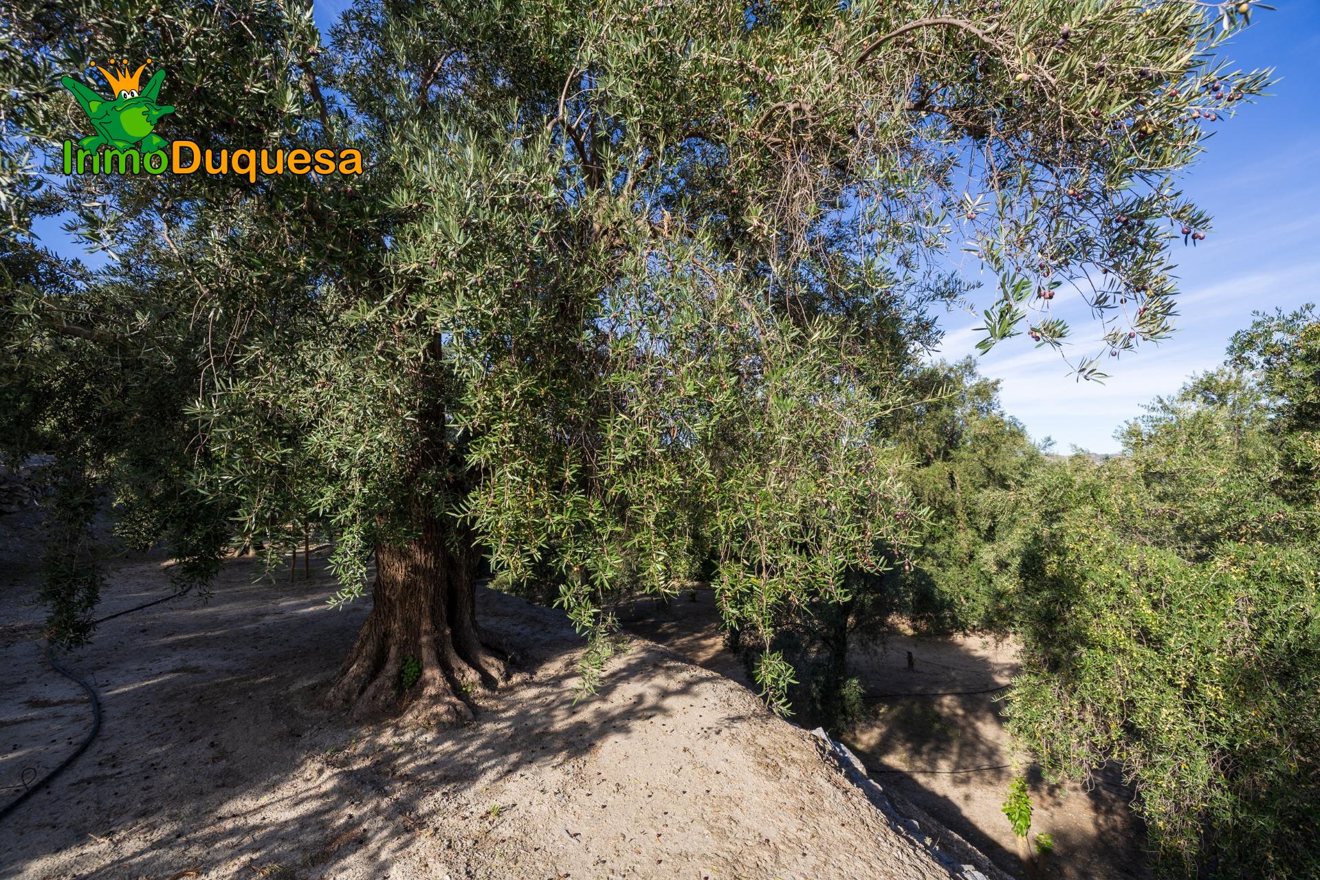 2 Fincas rústicas con mas de 15.000 m2 en total. En Pinos de - foto 32