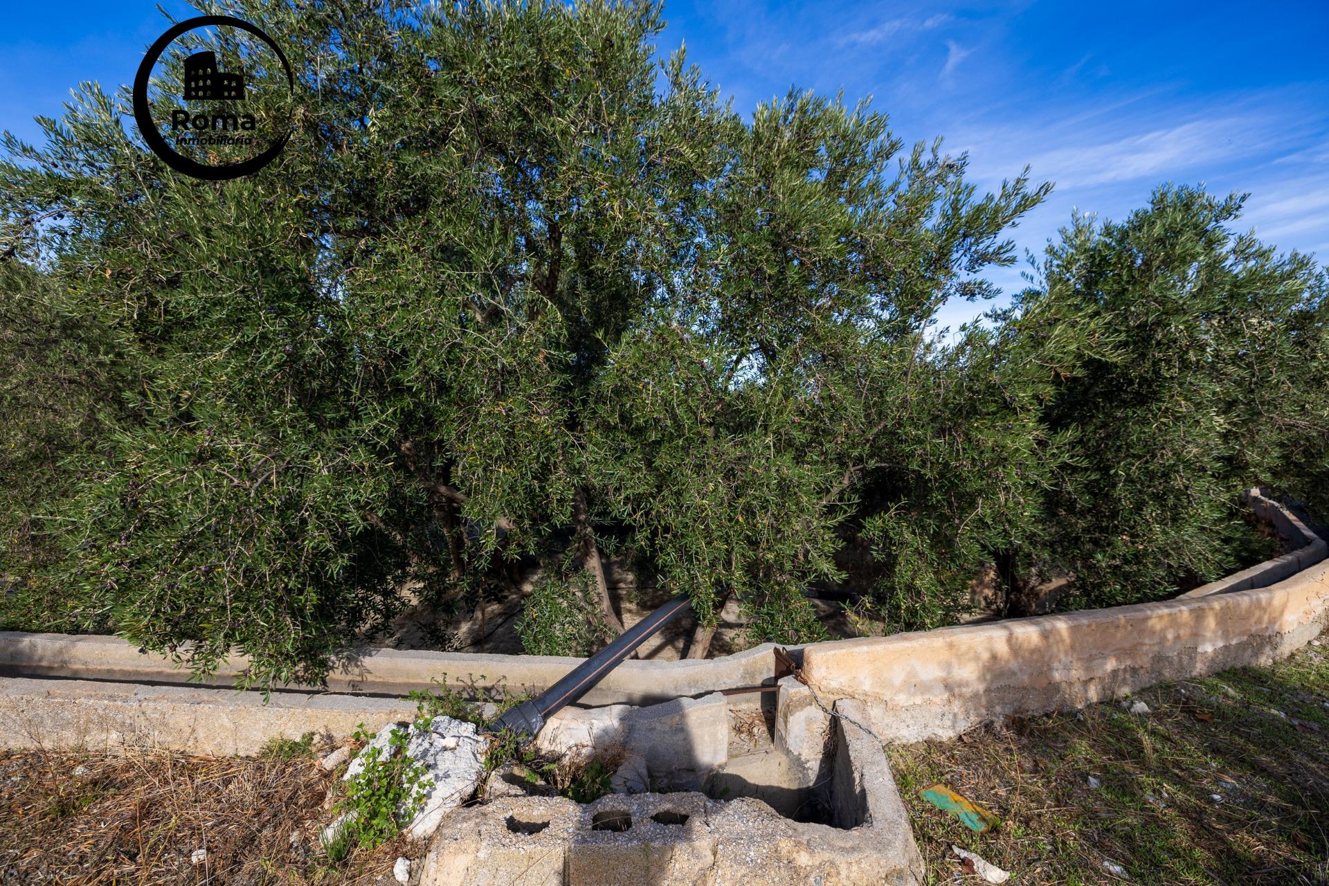 ¡Oportunidad única! Dos Fincas rústicas de mas de 15.000 m2  - foto 8