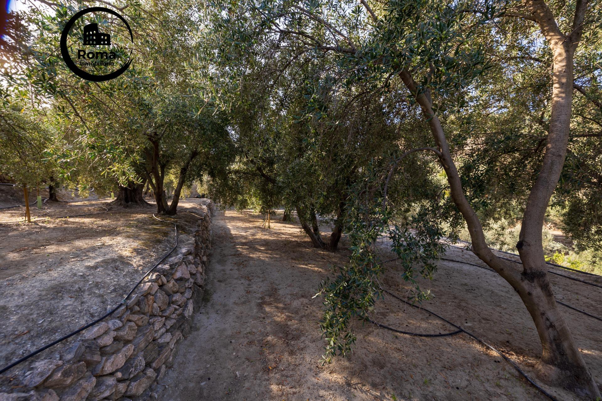 ¡Oportunidad única! Dos Fincas rústicas de mas de 15.000 m2  - foto 21