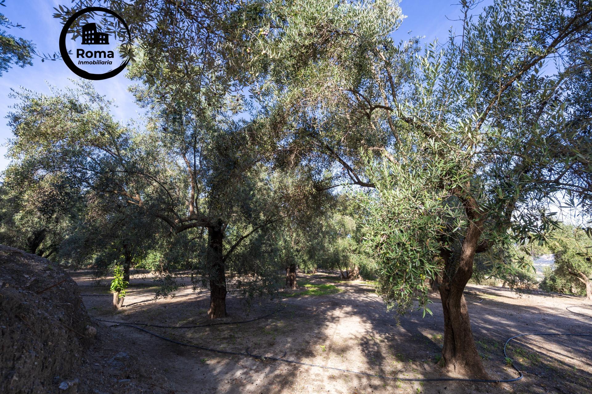 ¡Oportunidad única! Dos Fincas rústicas de mas de 15.000 m2  - foto 35