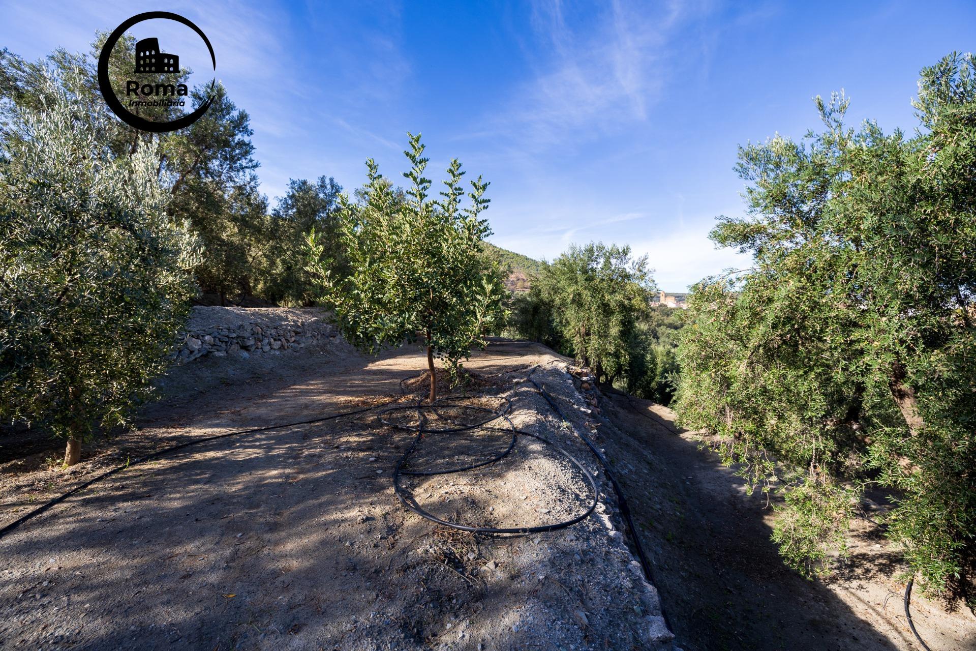 ¡Oportunidad única! Dos Fincas rústicas de mas de 15.000 m2  - foto 38