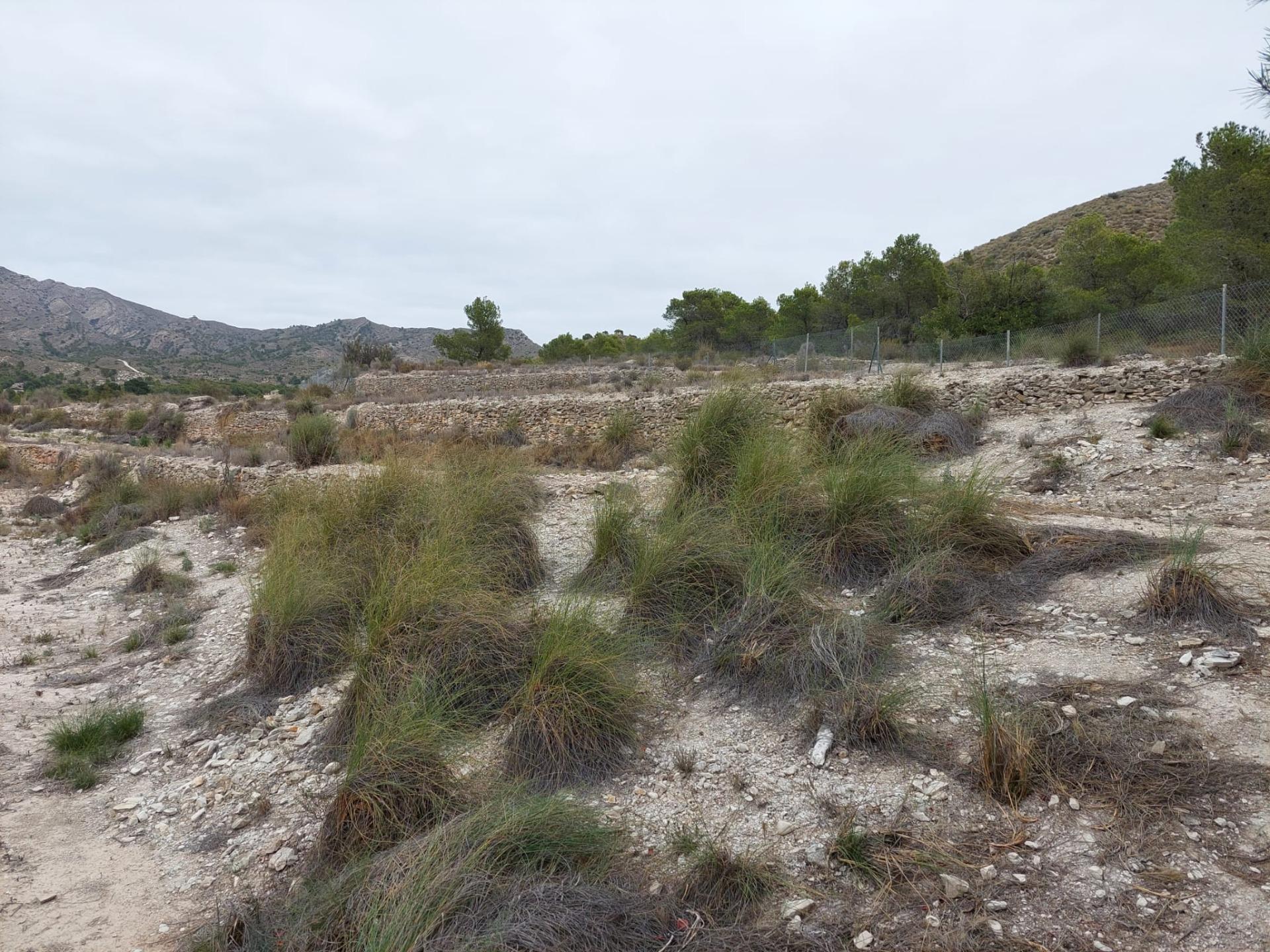 Terreno Rústico - Zona Ventos - Agost - foto 9